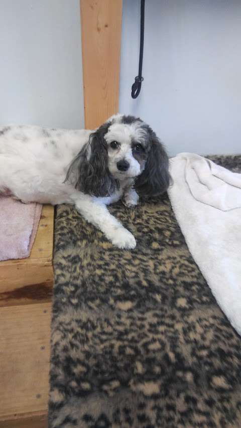 Pet Spa Pet Spa